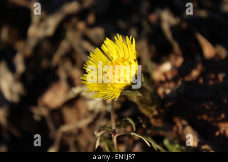 Huflattich steigt in der Sonne Stockfoto
