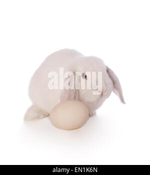 Weiße Mini lop Hase mit großen weißen Ei für Text isoliert auf weißem Hintergrund Stockfoto