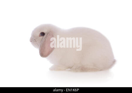 Weiße Mini lop Hase Kaninchen Seitenansicht isoliert auf weißem Hintergrund Stockfoto