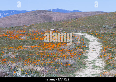 Zeitigen Frühjahr Blumen blühen entlang dem Wanderweg im Antelope Valley Poppy Preserve in Kalifornien Stockfoto