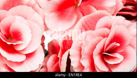 Nahaufnahme Detail Bouquet von rosa Begonie Blüte Köpfe Ideal für Hintergründe Stockfoto