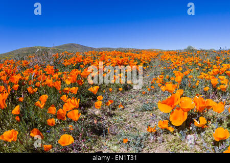 Tausende von Blumen blühen auf den Hügeln im Antelope Valley California Poppy Preserve mit einen Wanderweg durch das Feld Stockfoto