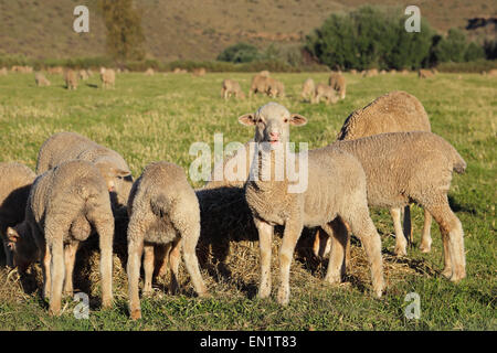 Merino-Lämmer Weiden auf grünen Weiden, Karoo Region, Südafrika Stockfoto