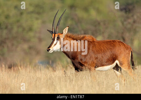 Weibliche Rappenantilope (Hippotragus Niger) im natürlichen Lebensraum, Südafrika Stockfoto