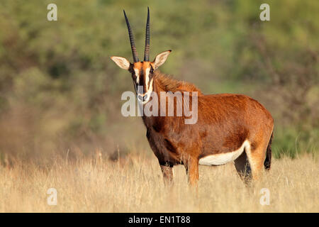 Weibliche Rappenantilope (Hippotragus Niger) im natürlichen Lebensraum, Südafrika Stockfoto