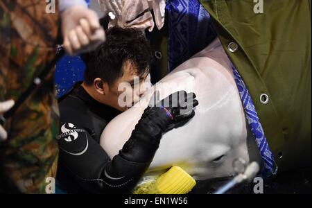 (150426)--HARBIN, 26. April 2015 (Xinhua)--A zahmer Küsse pro Beluga vor einem chirurgischen Eingriff bei Harbin Sun Asien Polar Park in Harbin, der Hauptstadt des nordöstlichen Chinas Provinz Heilongjiang, 25. April 2015. Eine 7-stündige Operation hier wurde für ein Beluga durchgeführt aber schließlich nicht am Samstag. Die Beluga fand in seinem Magen eine Kugel mit einem Durchmesser von 7 bis 10 Zentimetern, die im Verdacht steht, von der Beluga in freier Wildbahn versehentlich verschluckt werden. Die Operation scheiterte jedoch, haben den Ball herausgezogen, obwohl Tierärzte mehrere Bemühungen in Anpassung und Runderneuerung chirurgische ins Stockfoto