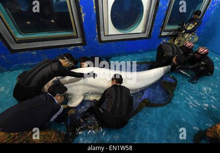 (150426)--HARBIN, 26. April 2015 (Xinhua)--Dompteure versuchen, die Position des Beluga für einen chirurgischen Eingriff in Harbin Sonne Asien Polar Park in Harbin, der Hauptstadt des nordöstlichen Chinas Provinz Heilongjiang, 25. April 2015 anpassen. Eine 7-stündige Operation hier wurde für ein Beluga durchgeführt aber schließlich nicht am Samstag. Die Beluga fand in seinem Magen eine Kugel mit einem Durchmesser von 7 bis 10 Zentimetern, die im Verdacht steht, von der Beluga in freier Wildbahn versehentlich verschluckt werden. Die Operation scheiterte jedoch, haben den Ball herausgezogen, obwohl Tierärzte in Anpassung und Rem einige Anstrengungen unternommen Stockfoto