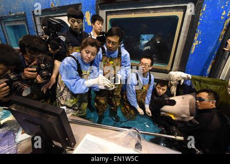 (150426)--HARBIN, 26. April 2015 (Xinhua)--Tierärzte machen eine Operation in ein Beluga in Harbin Sun Asien Polar Park in Harbin, der Hauptstadt des nordöstlichen Chinas Provinz Heilongjiang, 25. April 2015. Eine 7-stündige Operation hier wurde für ein Beluga durchgeführt aber schließlich nicht am Samstag. Die Beluga fand in seinem Magen eine Kugel mit einem Durchmesser von 7 bis 10 Zentimetern, die im Verdacht steht, von der Beluga in freier Wildbahn versehentlich verschluckt werden. Die Operation scheiterte jedoch, haben den Ball herausgezogen, obwohl Tierärzte mehrere Bemühungen in Anpassung und Runderneuerung chirurgische ins Stockfoto