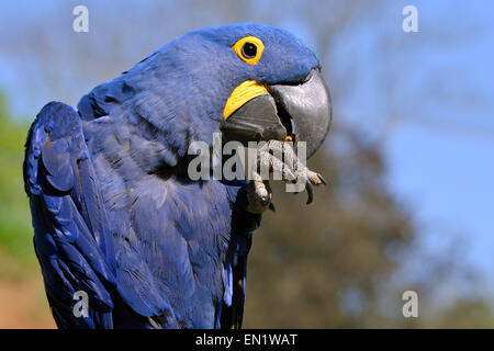 Profil Porträt blau Hyazinth-Ara (Anodorhynchus Hyacinthinus) Stockfoto