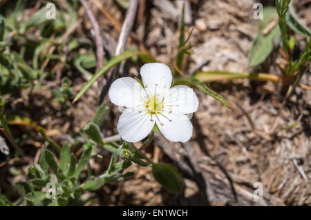 Blumen des Berges Sandwort, Arenaria Montana. Foto aufgenommen im Guadarrama-Gebirge, La Pedriza, Madrid, Spanien Stockfoto