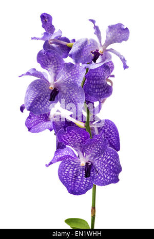 Nahaufnahme eines lebendigen bunten lila Orchidee blüht Isolated on White Background Stockfoto