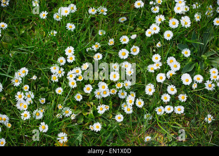 Blumen-Gänseblümchen im Rasen Rasen Gänseblümchen Stockfoto