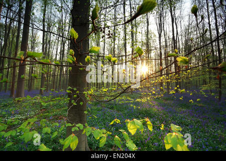 Sonnenaufgang im Frühlingswald mit Glockenblumen, Halle, Belgien Stockfoto