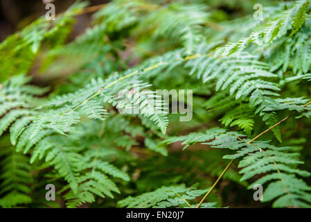 Farn-Niederlassung in Mt Field National Park, Tasmanien, Australien Stockfoto