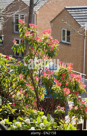 Pieris, wächst in einem städtischen Garten, Sowerby Bridge, West Yorkshire Stockfoto