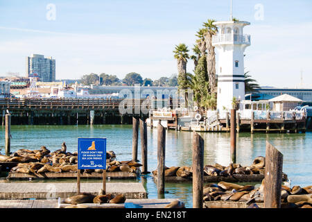 Dichtungen, die Erwärmung in der Sonne auf Barge Boards am Pier 39 San Francisco Kalifornien Stockfoto