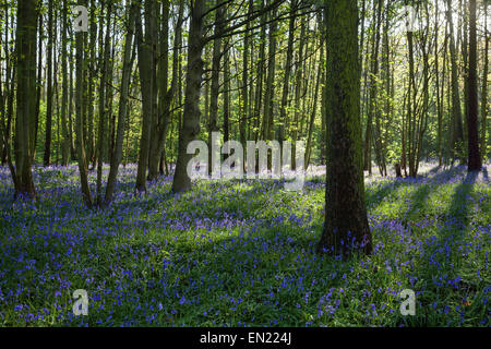 Scunthorpe, North Lincolnshire, UK. 26. April 2015. Glockenblumen an einem sonnigen Frühlingsmorgen in Brumby Wood. Bildnachweis: LEE BEEL/Alamy Live-Nachrichten Stockfoto