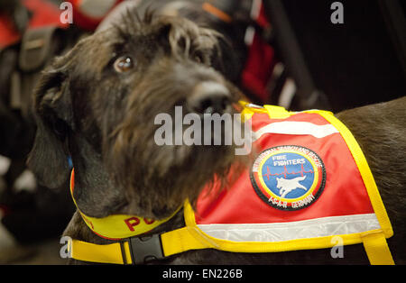 Riesenschnauzer "Porthos" wartet mit den Helfern von katastrophenerschütterte (International Search and Rescue) im Fire Department Training Center am Flughafen in Frankfurt Am Main, Deutschland, 26. April 2015. Die Helfer sind nach Nepal fliegen, um Unterstützung bei Hilfsmaßnahmen für die Opfer des Erdbebens zu starten. Sie sind zunächst mit einem gecharterten Flugzeug der Lufthansa nach New Delhi, Indien und von dort weiter nach Nepal fliegen. Foto: CHRISTOPH SCHMIDT/dpa Stockfoto