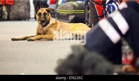 Malinois Hund, die "Onja" mit den Helfern von katastrophenerschütterte (International Search and Rescue) wartet im Fire Department Training Center am Flughafen in Frankfurt Am Main, Deutschland, 26. April 2015 suchen. Die Helfer sind nach Nepal fliegen, um Unterstützung bei Hilfsmaßnahmen für die Opfer des Erdbebens zu starten. Sie sind zunächst mit einem gecharterten Flugzeug der Lufthansa nach New Delhi, Indien und von dort weiter nach Nepal fliegen. Foto: CHRISTOPH SCHMIDT/dpa Stockfoto