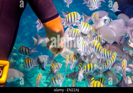 Man ernährt sich die tropischen Fische unter Wasser. Ocean Coral Reef. Warnung - authentische Aufnahmen unter Wasser unter schwierigen Bedingungen. C. Stockfoto