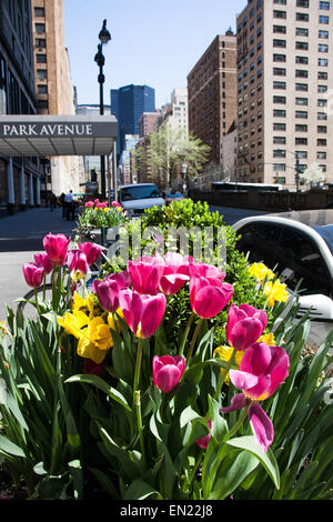 New York, NY, USA. 22. April 2015. Tulpen in der Park Avenue in New York City während der Frühjahrssaison gesehen in New York City, USA. Stockfoto