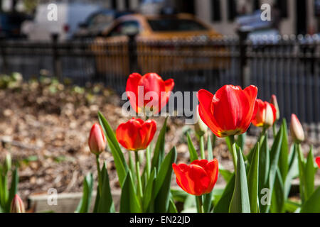 New York, NY, USA. 22. April 2015. Tulpen in der Park Avenue in New York City während der Frühjahrssaison gesehen in New York City, USA. Stockfoto