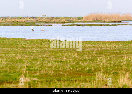 Kanadagans Branta Canadensis. Paar Vögel in flachen, ruhigen Gewässern mit Vegetation im Vordergrund und Schilf im Hintergrund. Nass Stockfoto