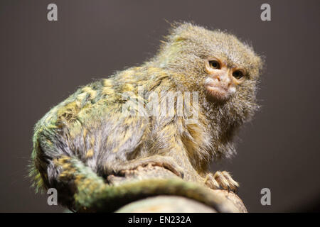 Ein Marmoset Affen im Zoo. Stockfoto