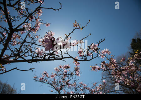 New York 25. April 2015 - das gute Wetter brachte das Publikum für das Kirschblütenfest an der Brooklyn Botanic Gardens in New York City. Die Blume zeigt enthalten Tulpen und Magnolien unter den Kirschbäumen. Cosplay Zeichen mischte sich unter die Menge. Stockfoto