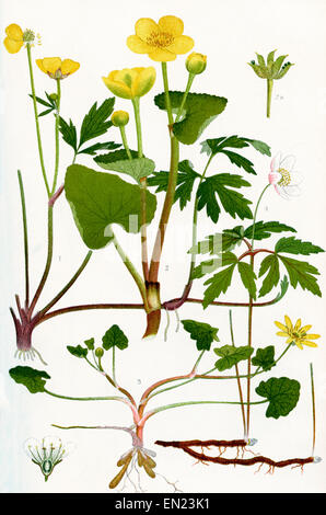 Wildblumen. 1. schleichende Crowfoot 2. Marsh Marigold 2a. Frucht der Marsh Marigold 3. kleinen Schöllkraut 4. Buschwindröschen 4a. Vertikalschnitt durch die Blume eine Steinbrech. Stockfoto