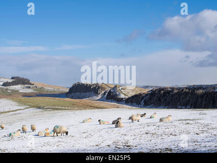 Schafe weiden im Winter vom Hadrianswall mit Blick nach Osten Richtung Crag Lough Northumberland National Park Stockfoto