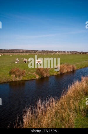 Schafe auf Romney Marsh Kent England in der Nähe von Brenzett Stockfoto