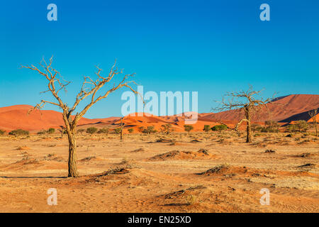 Tote Bäume und Dünen im Sossusvlei, Namibia. Stockfoto