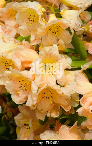 Blass rosa und gelb blühenden Rhododendron Strauch an der Leonardslee Gardens West Sussex in England Stockfoto