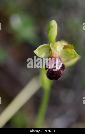 Düstere Biene - Orchidee, Ophrys algarvensis, Andalusien, Südspanien. Stockfoto