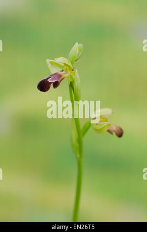 Düstere Biene - Orchidee, Ophrys algarvensis, Andalusien, Südspanien. Stockfoto