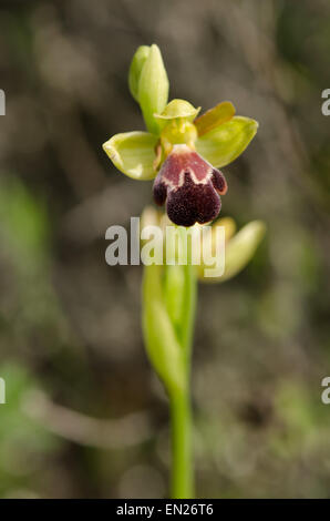 Düstere Biene - Orchidee, Ophrys algarvensis, Andalusien, Südspanien. Stockfoto