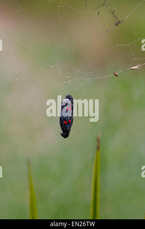 Fünf-Spot Burnet, Zygaena Trifolii, gefangen in Spinne Spinnennetz westlichen Mittelmeer Motte, Südspanien. Stockfoto