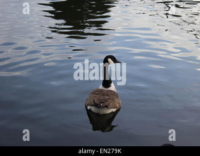 Einzelne Ente im Teich Stockfoto