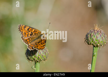 Flockenblume Fritillary, Melitaea Phoebe Schmetterling, Andalusien, Spanien. Stockfoto