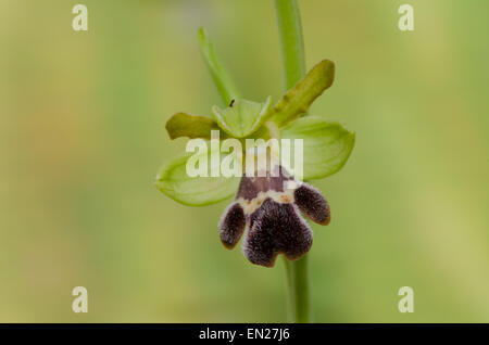 Düstere Biene - Orchidee, Ophrys algarvensis, Andalusien, Südspanien. Stockfoto