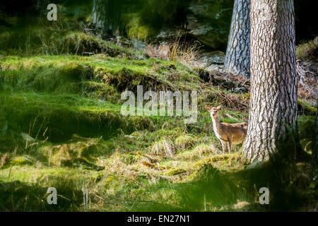 Einsamer Hirsch halb versteckt in den Wäldern im Abendlicht Stockfoto