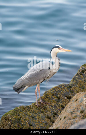 Graureiher (Ardea Cinerea) Porträt auf Felsen Meer im Abendlicht Stockfoto