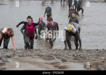 Maldon, Essex, 26. April 2015.  Rennen bis ins Ziel auf die jährliche Maldon Mud Race Credit: Darren Attersley/Alamy Live News Stockfoto