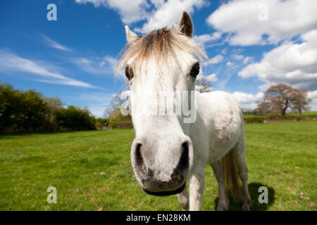 Gonalston, Nottinghamshire, Großbritannien 26. April 2015. Eine schöne weiße Pony genießen einen sonnigen Frühling Sonntagnachmittag im Lande in der Nähe von Nottinghamshire Dorf von Gonalston. Bildnachweis: Mark Richardson/Alamy Live-Nachrichten Stockfoto