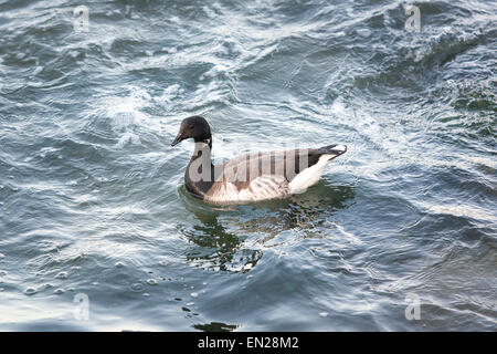 (Brant) Ringelgans (Branta Bernicla) im Meer vor Irland Stockfoto