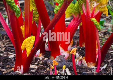 Gezwungen, rosa Rhabarber im Garten wachsen Stockfoto