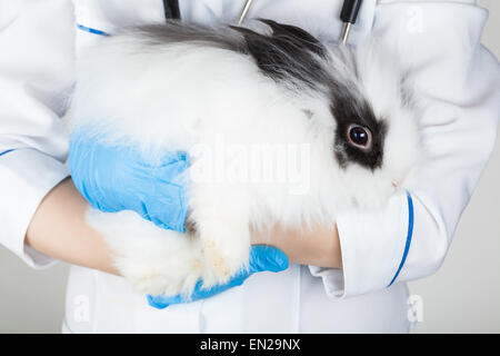 Arzt mit weißen Kaninchen in Händen Nahaufnahme Stockfoto