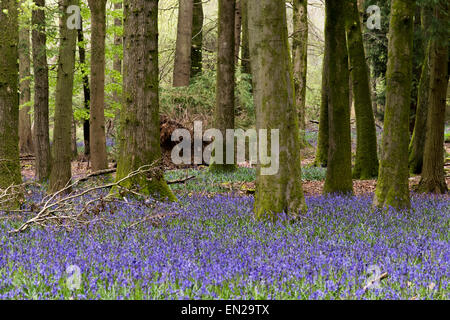 Schönen Frühling Glockenblumen im Grovely Wald-Wishford in der Nähe von Salisbury Stockfoto