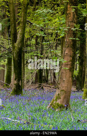 Schönen Frühling Glockenblumen im Grovely Wald-Wishford in der Nähe von Salisbury Stockfoto